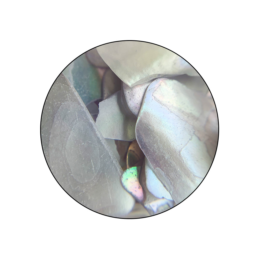 PASTELSHELL_pormenor03